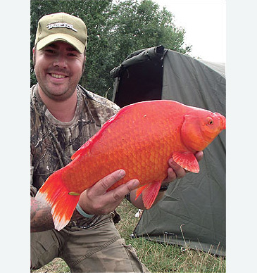 3156_Goldfish_Carassius auratus.jpg